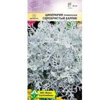 Цинерария приморская Серебристый карлик 100г, Германия