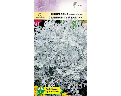 Цинерария приморская Серебристый карлик 100г, Германия